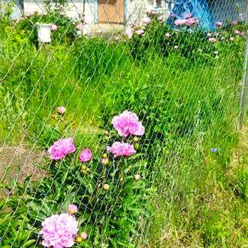 Дачна ділянка в товаристві "Дубовець"дві ділянки разом.Десять соток.