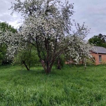 Продається будинок місто Радомишль Житомирська обоасть