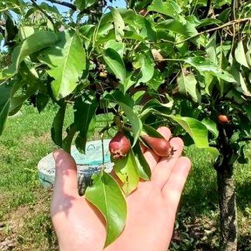 Оренда. ‼️ Частини будинку. Боярка.