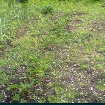 Продам дачу в Березанці. 5соток