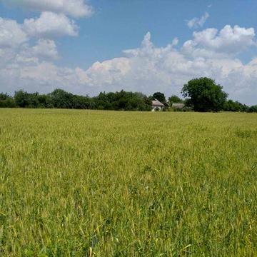 Продаю будинок з ділянкою 40 сот село Шрамки Полтавська область