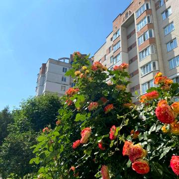 Зодчих вул., 36