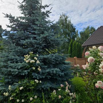 Польова, 1
