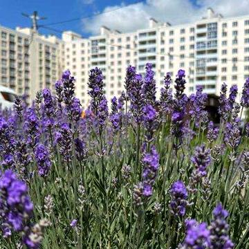 Красива 3-кімнатна квартира по вул. Незалежності, 21 ЖК житловий масив Масани
