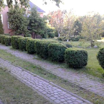 Продаж будинок- котедж в центрі Щасливого