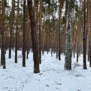Шервудська вул.