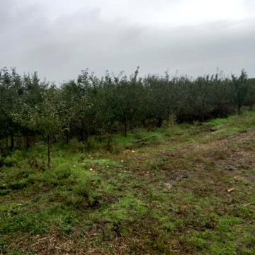 Степанки, Черкаський, Черкаська область 6000.0 USD
