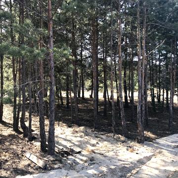 Петра Сагайдачного
