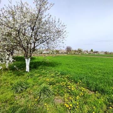 Гарфункіна