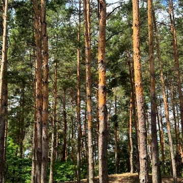 Проців, Бориспільський, Київська область 88000.0 USD