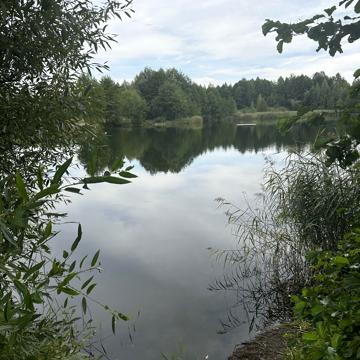 Лісова