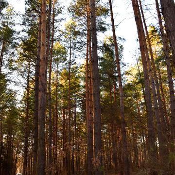 Пушкинская