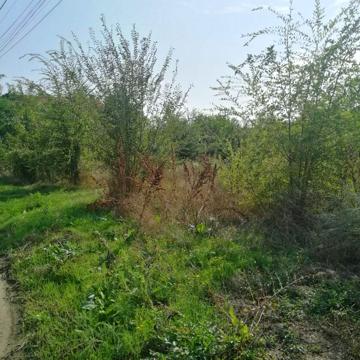 Черноморцев