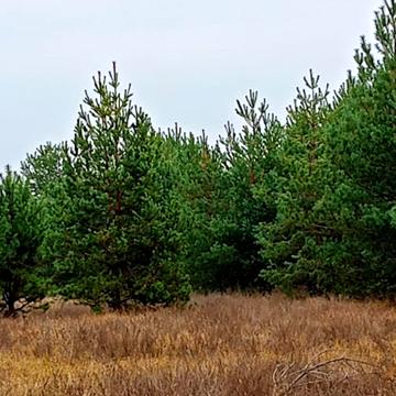 Старі Петрівці, Вишгородський, Київська область 10000.0 USD