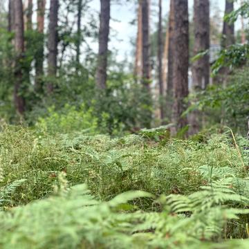 Антонія Михайловського вул.