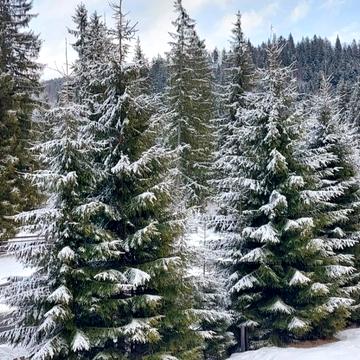 Ясениця-Замкова, Самбірський, Львівська область 110000.0 USD
