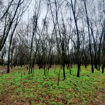 Польова