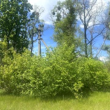 Нові Петрівці, Вишгородський, Київська область 60000.0 USD