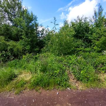 Виноградна