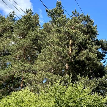 Страдч, Яворівський, Львівська область 21000.0 USD