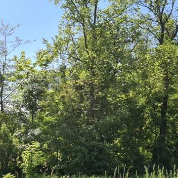 Нещерів, Обухівський, Київська область 15000.0 USD