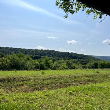 Грінкова сливки