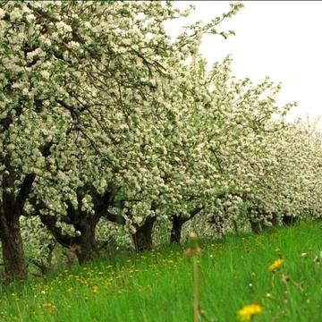Озеро Чабанівське, Чабани, Фастівський, Київська область 90000.0 USD
