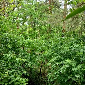 Гореничі, Бучанський, Київська область 97000.0 USD