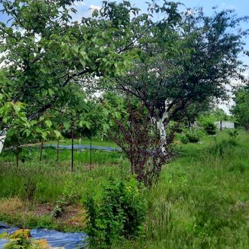 Новосілки, Вишгородський, Київська область 5500.0 USD