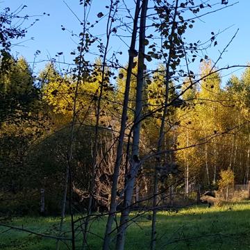 Лайнер