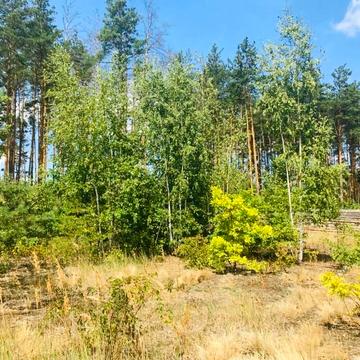 Незалежності