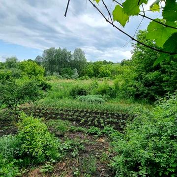 Продам дом с летней кухней и участоком 25 соток , Ольшаны
