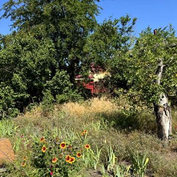 Дача в с. Вороніно. 6 соток
