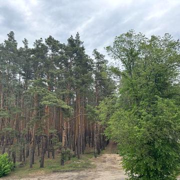 Дуплікс у лісовій Бучі