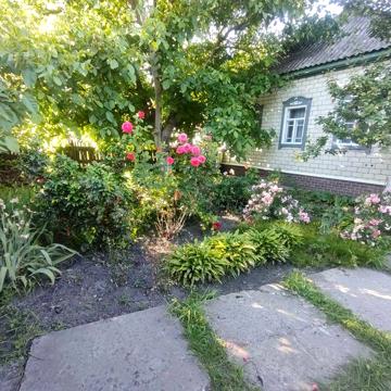 Продам житловий будинок в селі  Талалаївка 11км від Ніжина .