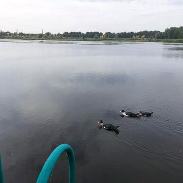 0% ДІМ на Дніпрі+ПРИЧАЛ+ВИХІД НА ВОДУ! Місце сили Українка Конча-Заспа