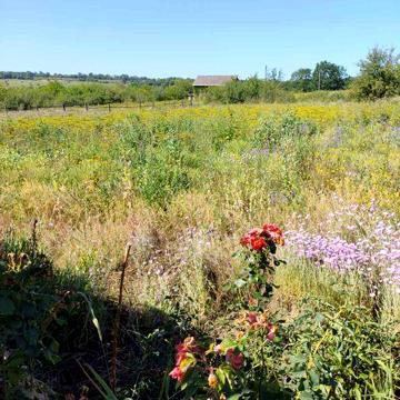 Продам дачу в с. Тарановка, Харьковская область — $8000