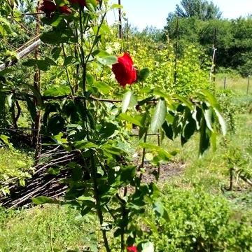 Продам дачу Машівка Полтавська область