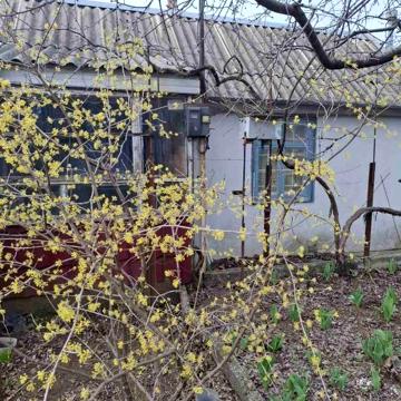 вулиця Хвойна