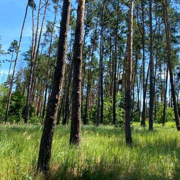 Місце сили, біля лісу і річки. Два будинки та лазня. Під Черкасами
