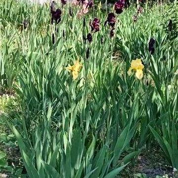Продам невеликий будиночок в с. Копачів, Обухівського р-ну!