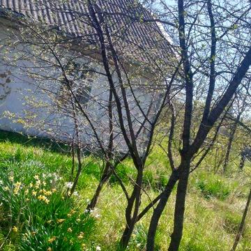 Продаж половини хати з городом, Дрогобицький район  Меденичі