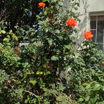 Дача в СТ Сосновое