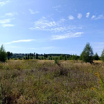 Центральна вул.