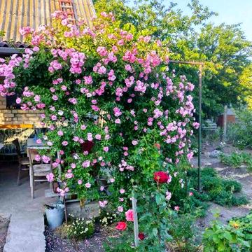Продам дачу в  дачном кооперативе "Мукомол"