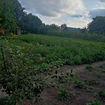 продам дом в центре