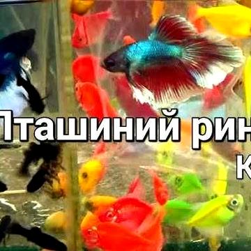 КУРЕНІВКА  3-кімнатна  вул. Кирилівська, 131