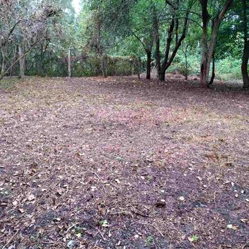 Здоровенька