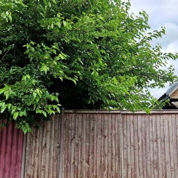 Будинок в смт. Недригайлів