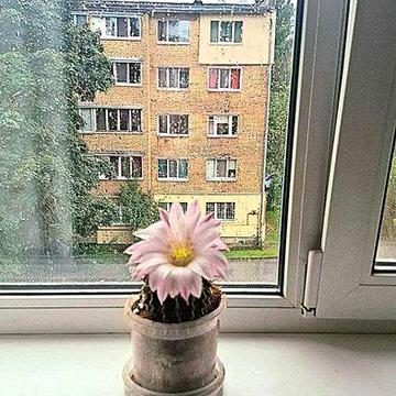 2-кімнатна квартира біля ТЦ Квадрат, Сільпо під єВідновлення  ІВ